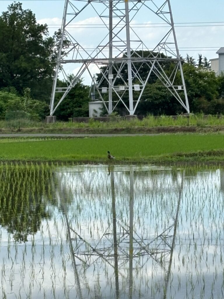 カモも暑いかも～